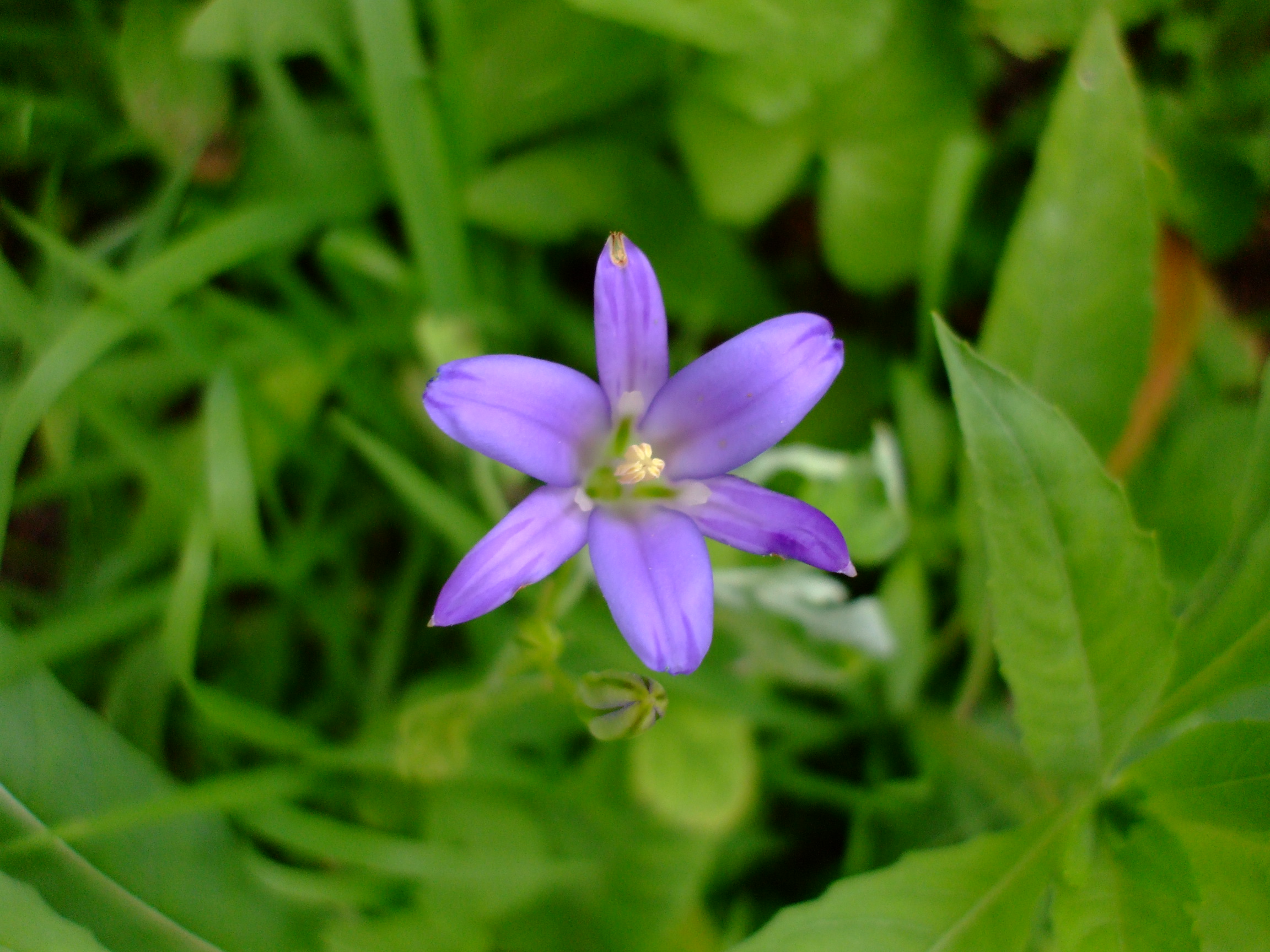 Brodiaea elegans
